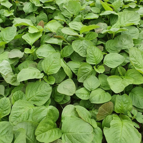 Hạt giống rau dền xanh lá tròn Phú Nông 2