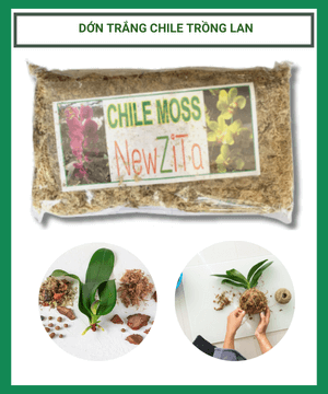 Dớn trắng Chile trồng lan – gói 100g
