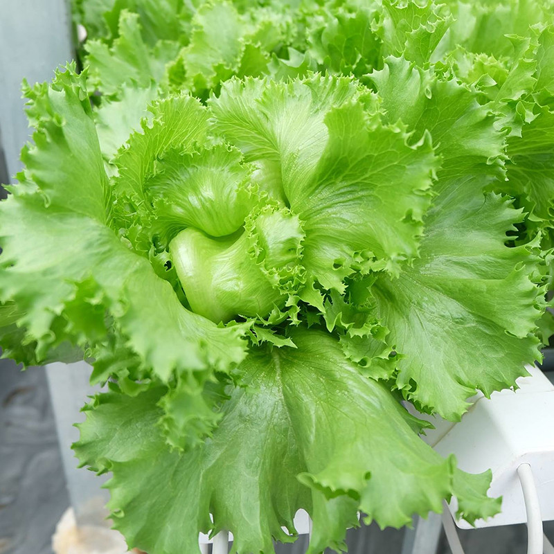 Hạt giống xà lách MINETTO Phú Nông 3