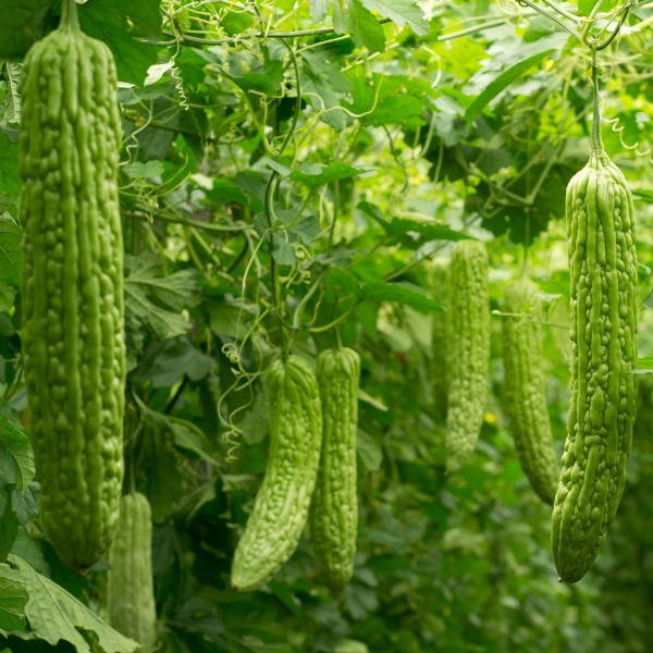 Hạt giống khổ qua F1 PN 2
