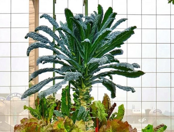 Hạt giống cải rổ Toscana PN 883 – Cải kale khủng long 2