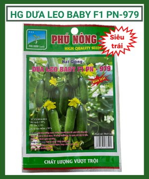 Hạt giống dưa leo baby PN-979 – Dưa leo chùm – Siêu trái