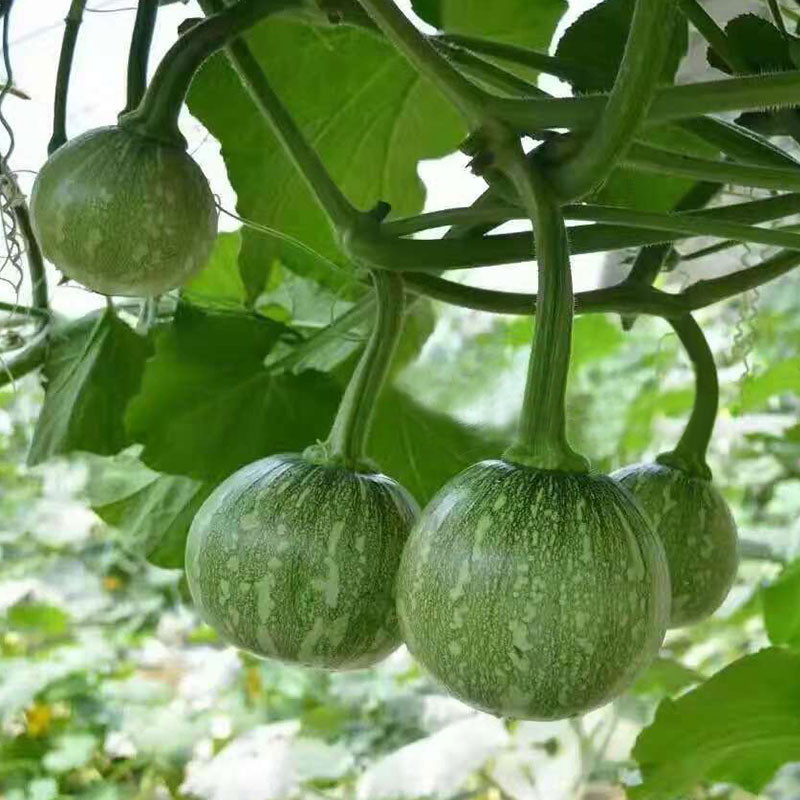 Hạt giống bí đỏ ăn non PN-333 2