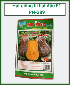 Hạt giống bí hạt đậu F1 PN-389