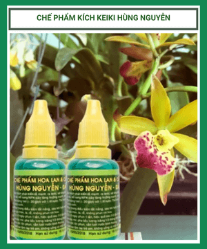 Chế phẩm kích keiki chế phẩm Hùng Nguyễn Đà Lạt