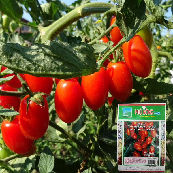 Hạt giống Cà Chua Bi F1 PN-99 2