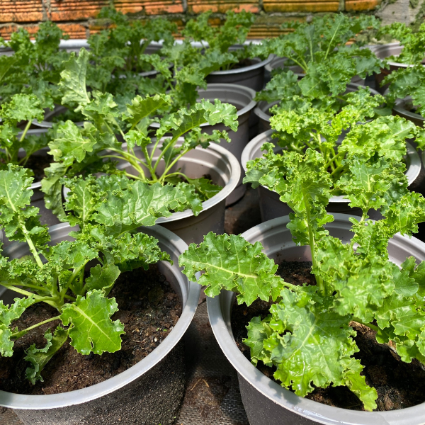 Chậu cải kale xoăn xanh – kale xoăn tím 2