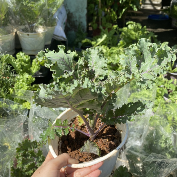 Chậu cải kale xoăn xanh – kale xoăn tím 3