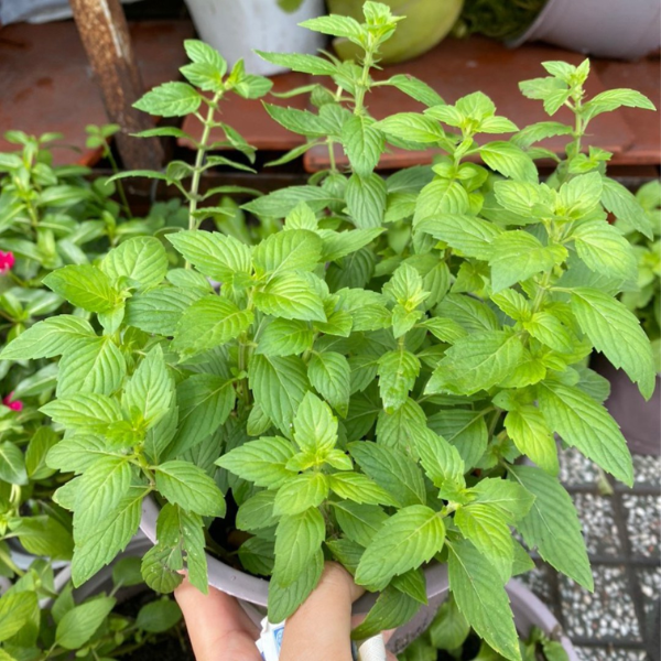 Chậu rau gia vị các loại 2