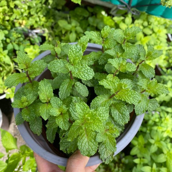 Chậu rau gia vị các loại 3