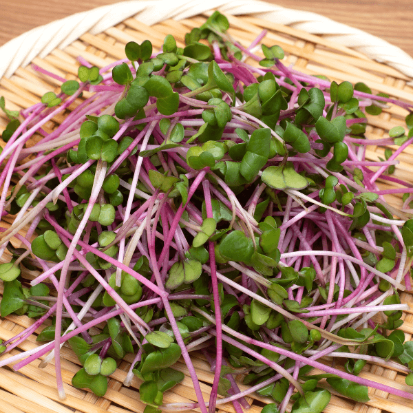 Hạt giống mầm củ cải đỏ Phú Nông 2