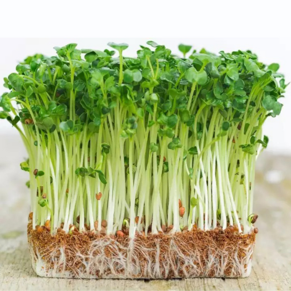 Hạt giống cải mầm Phú Nông 2