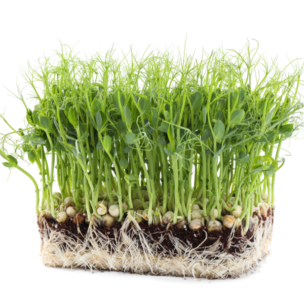 Hạt giống mầm đậu Hà Lan Phú Nông 2