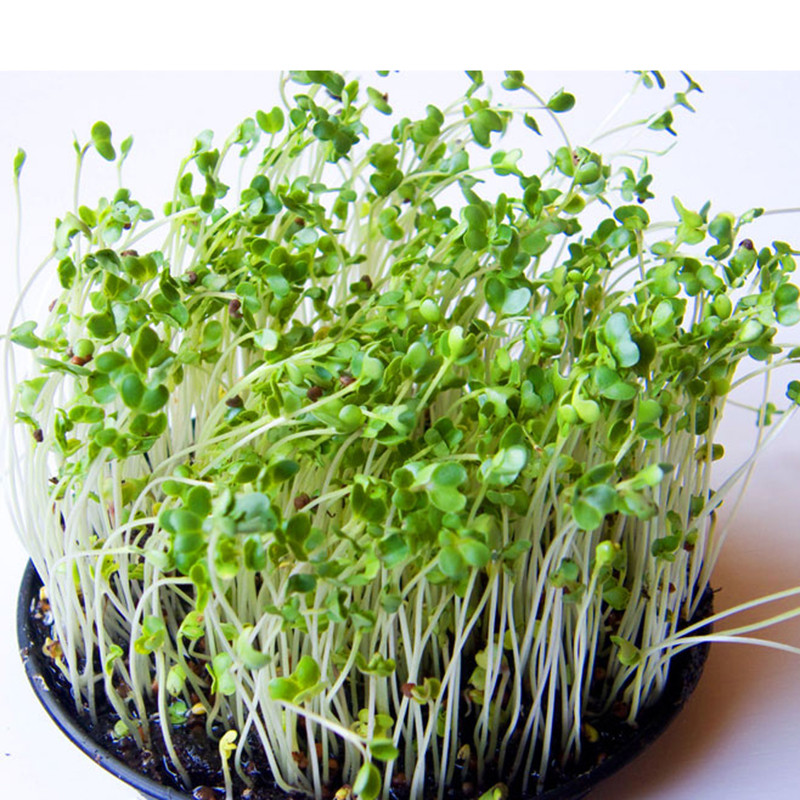Hạt giống mầm bông cải xanh Phú Nông 2
