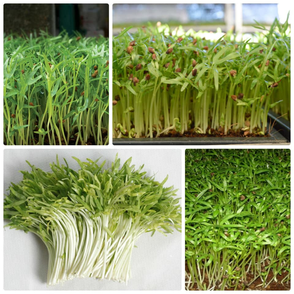 Hạt giống mầm rau muống Phú Nông 2