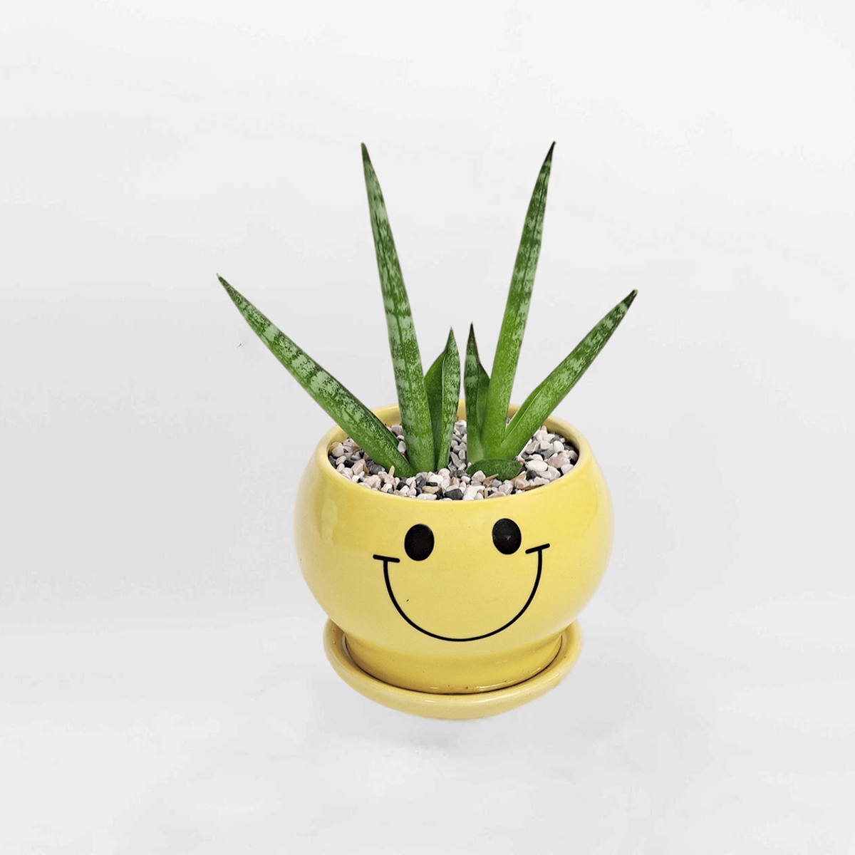 Cây Lưỡi Hổ Vương Miện chậu sứ để bàn Sansevireria Cylindrica SANS002