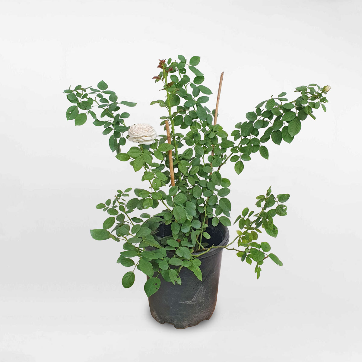 Hoa hồng leo Herzogin màu trắng phớt size nhỏ ROSE011