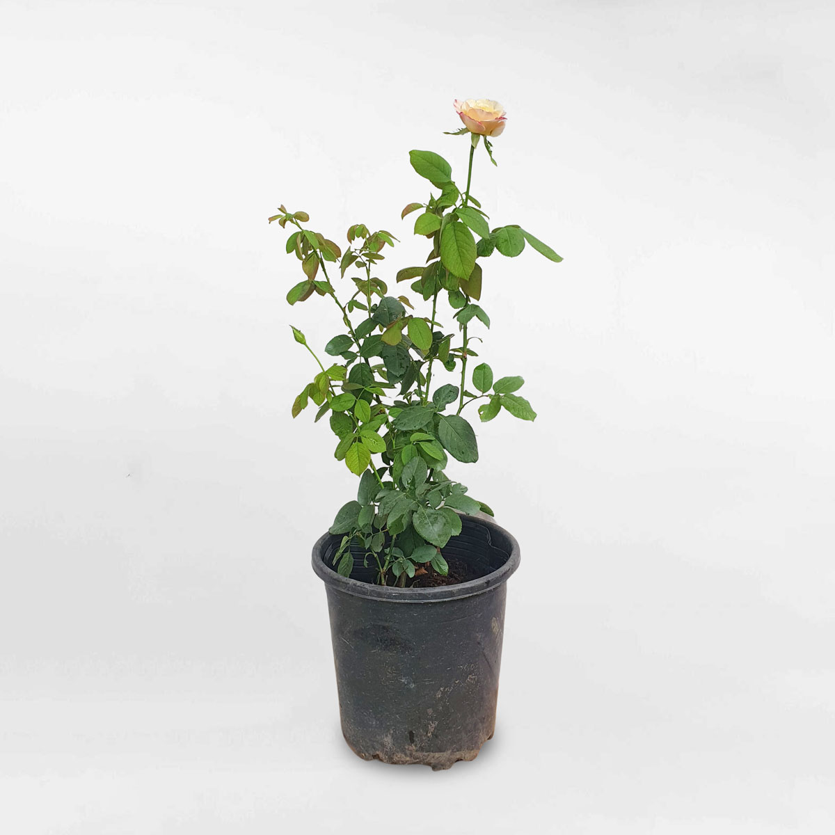 Cây hoa hồng ngoài Double Delight rất thơm size nhỏ ROSE007