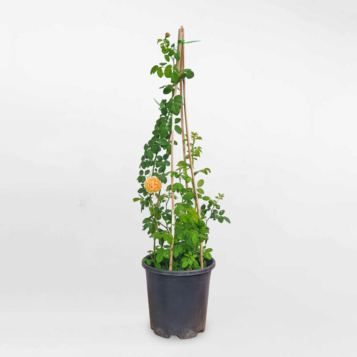 Cây hoa hồng leo Golden Celebration size nhỏ ROSE006