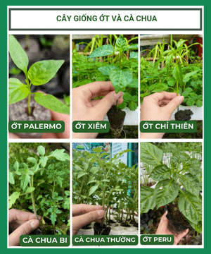 Cây giống cà chua – ớt