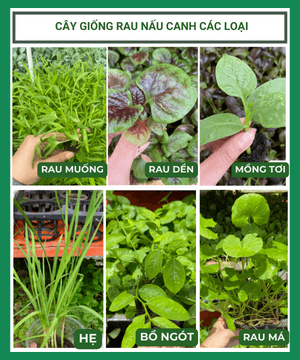Cây con, cây giống các loại rau nấu canh