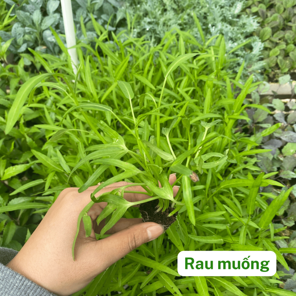 Cây con, cây giống các loại rau nấu canh 3