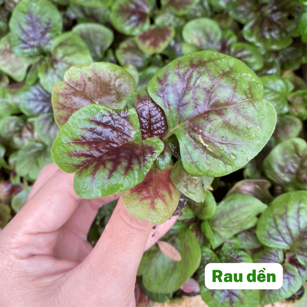 Cây con, cây giống các loại rau nấu canh 2