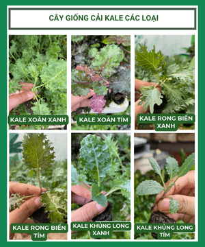 Cây con, cây giống cải Kale, cải xoăn các loại