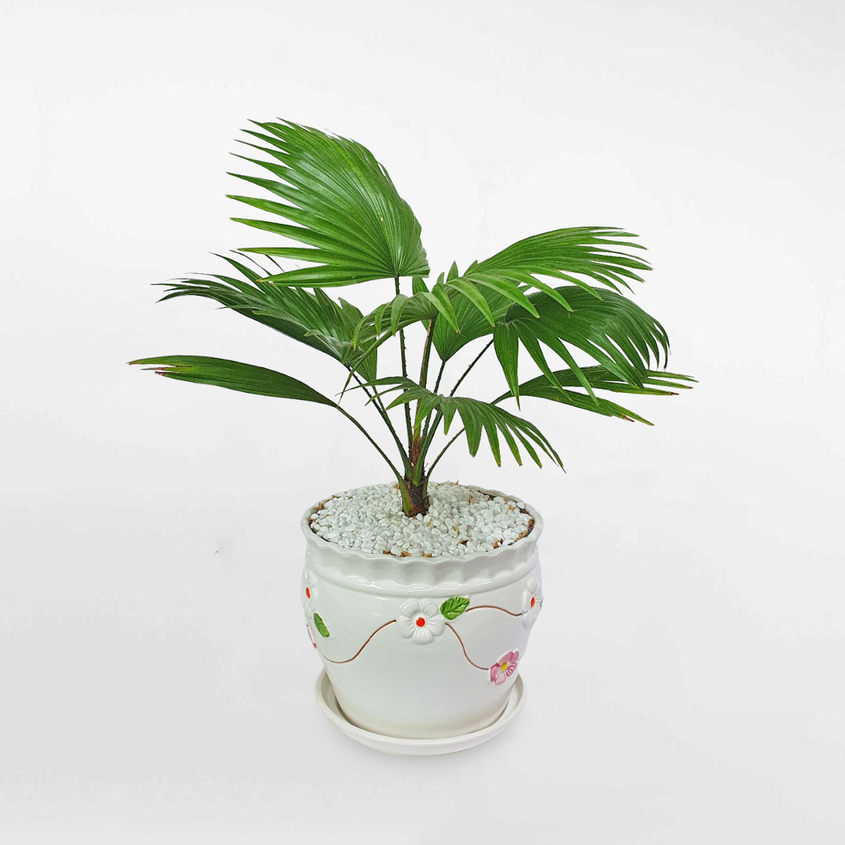 Cây cọ lá xẻ mini để bàn chậu sứ hoa văn LIVI005