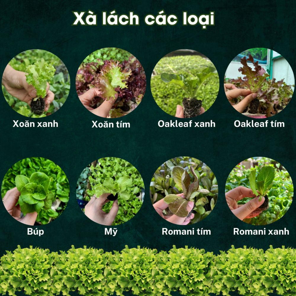 Cây con, cây giống rau xà lách các loại 2