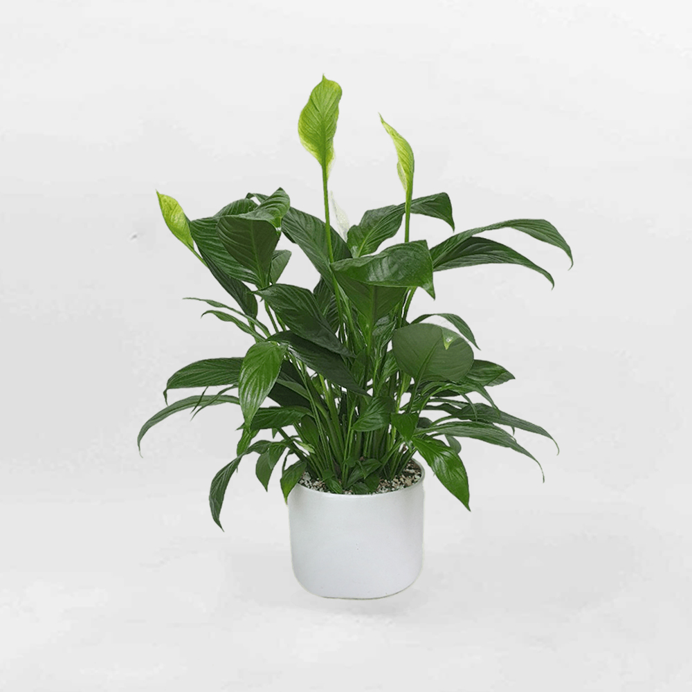 Cây Lan ý chậu cỡ lớn để bàn chậu sứ trắng PEAC005