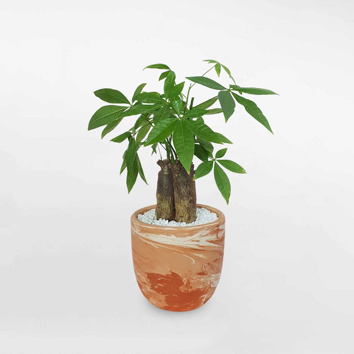 Cây kim ngân 3 thân để bàn chậu marle LONI037