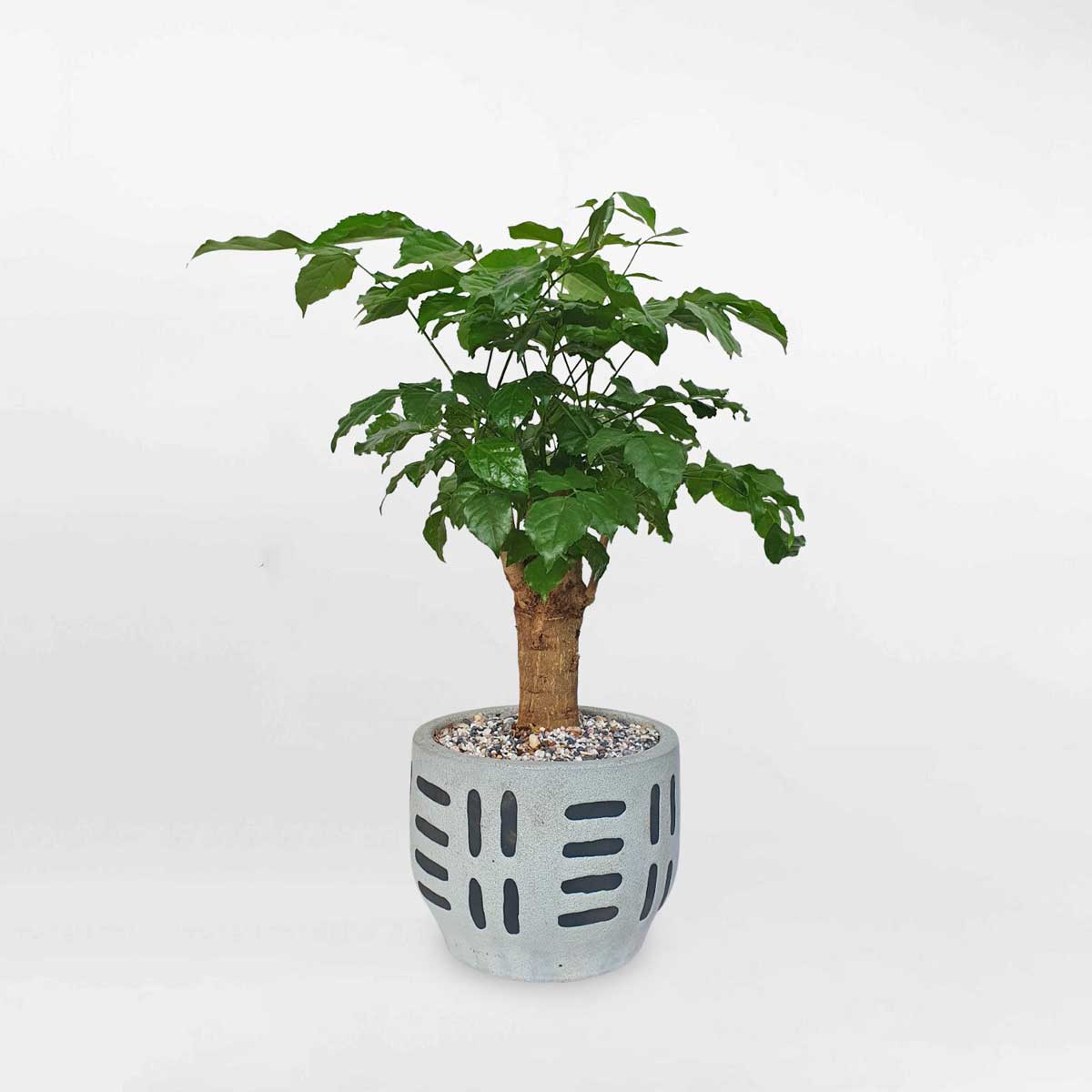 Cây hạnh phúc một thân cổ thụ để bàn chậu sứ RADE030