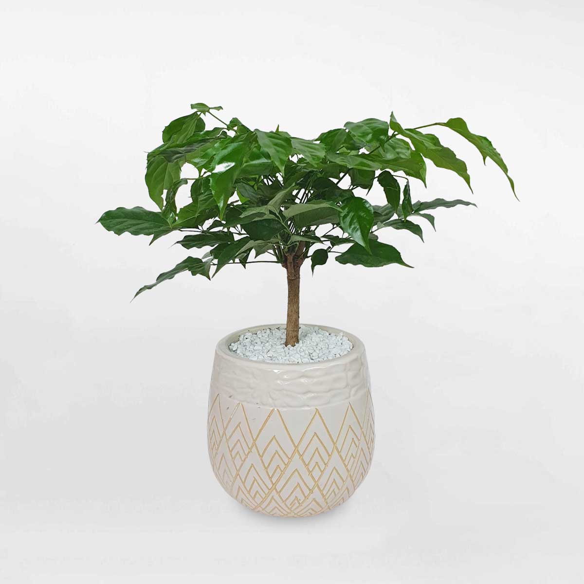 Cây hạnh phúc mini để bàn chậu sứ RADE029