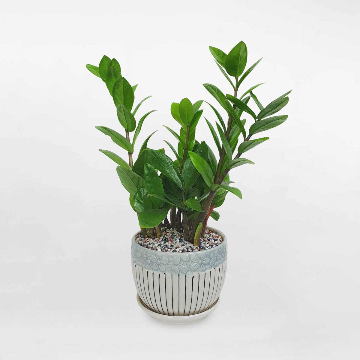Cây kim tiền mini để bàn chậu sứ ZAMI033