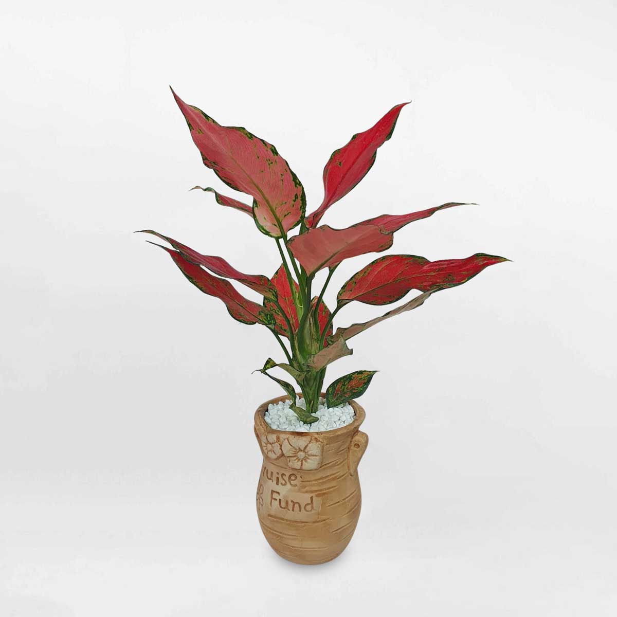 Cây vạn lộc son ‘Red Anjamani’ để bàn chậu gốm hoa AGRA005