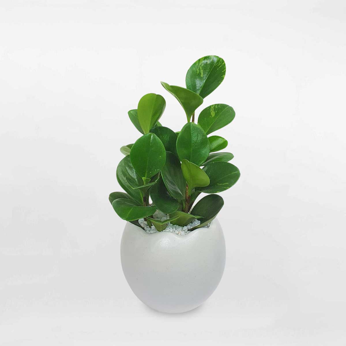 Cây trường sinh xanh để bàn chậu sứ PEOB006