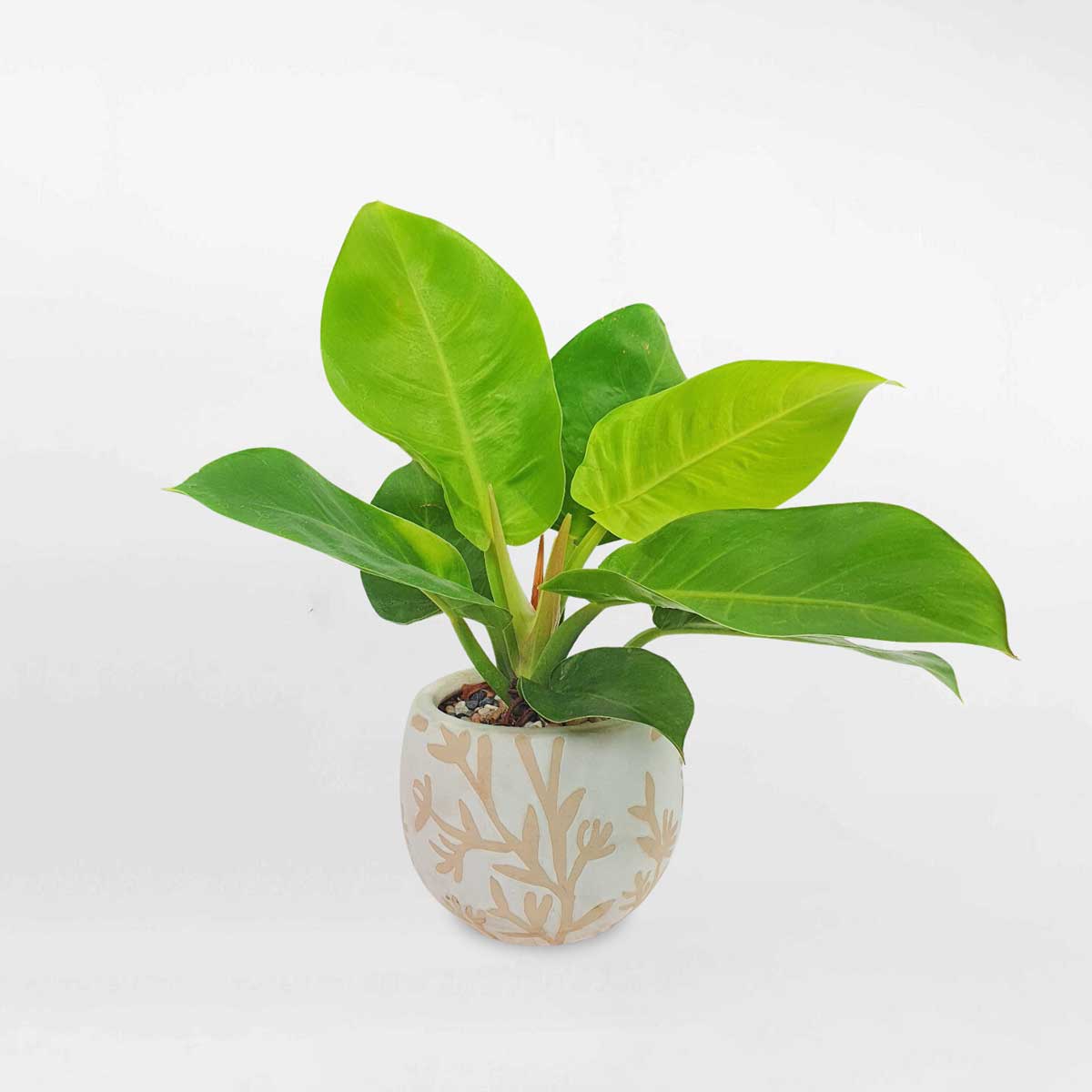 Cây trầu bà đế vương vàng chậu sứ họa tiết PHGO006