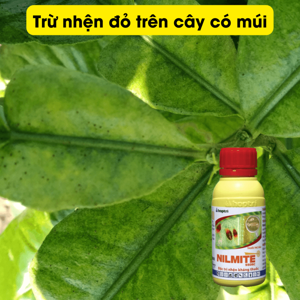 Thuốc diệt nhện kháng thuốc Nilmite 550SC – Hợp Trí. Nhện đỏ hoa hồng, nhện đỏ hại cây, nhện kháng thuốc, thuốc rầy. 3