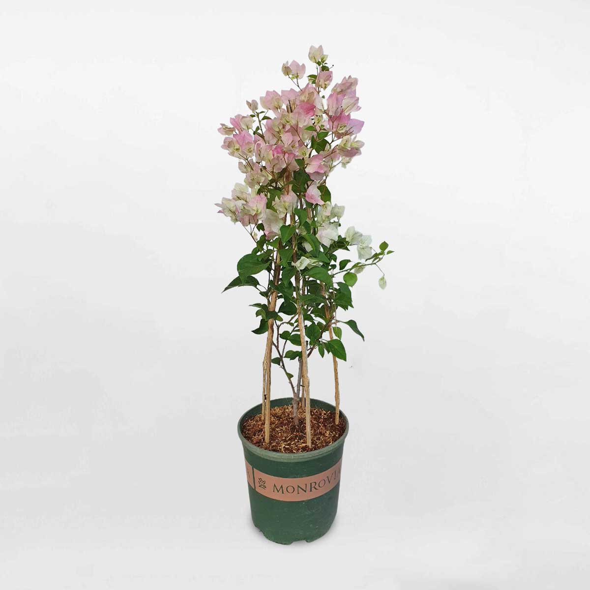 Cây bông giấy Sakura nguyên bản chậu ươm BGNB001