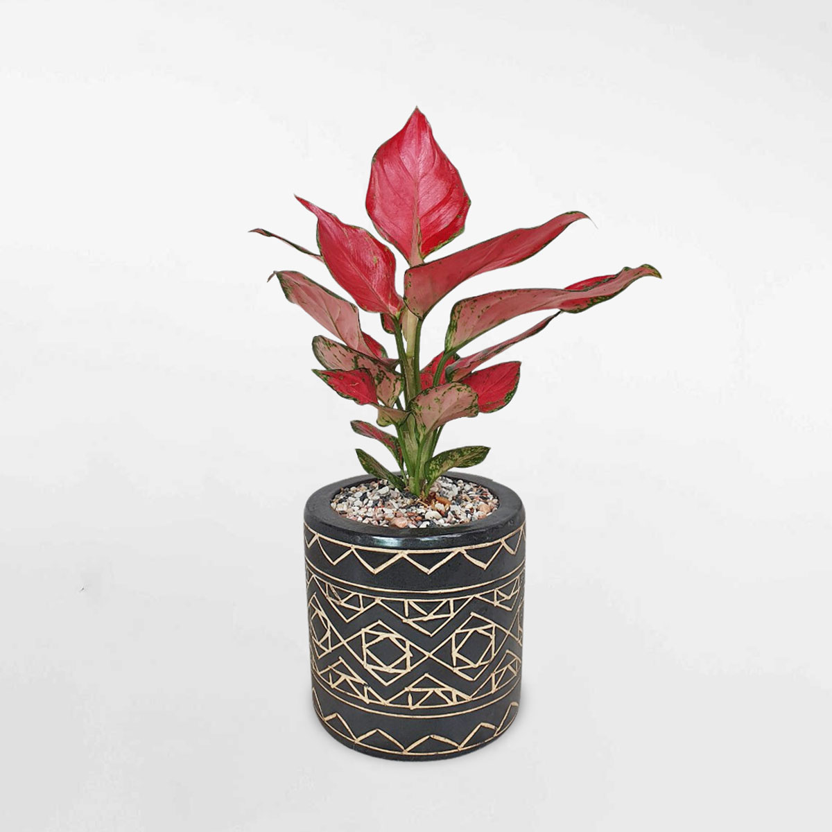 Cây vạn lộc son ‘Red Anjamani’ để bàn chậu sứ AGRA004