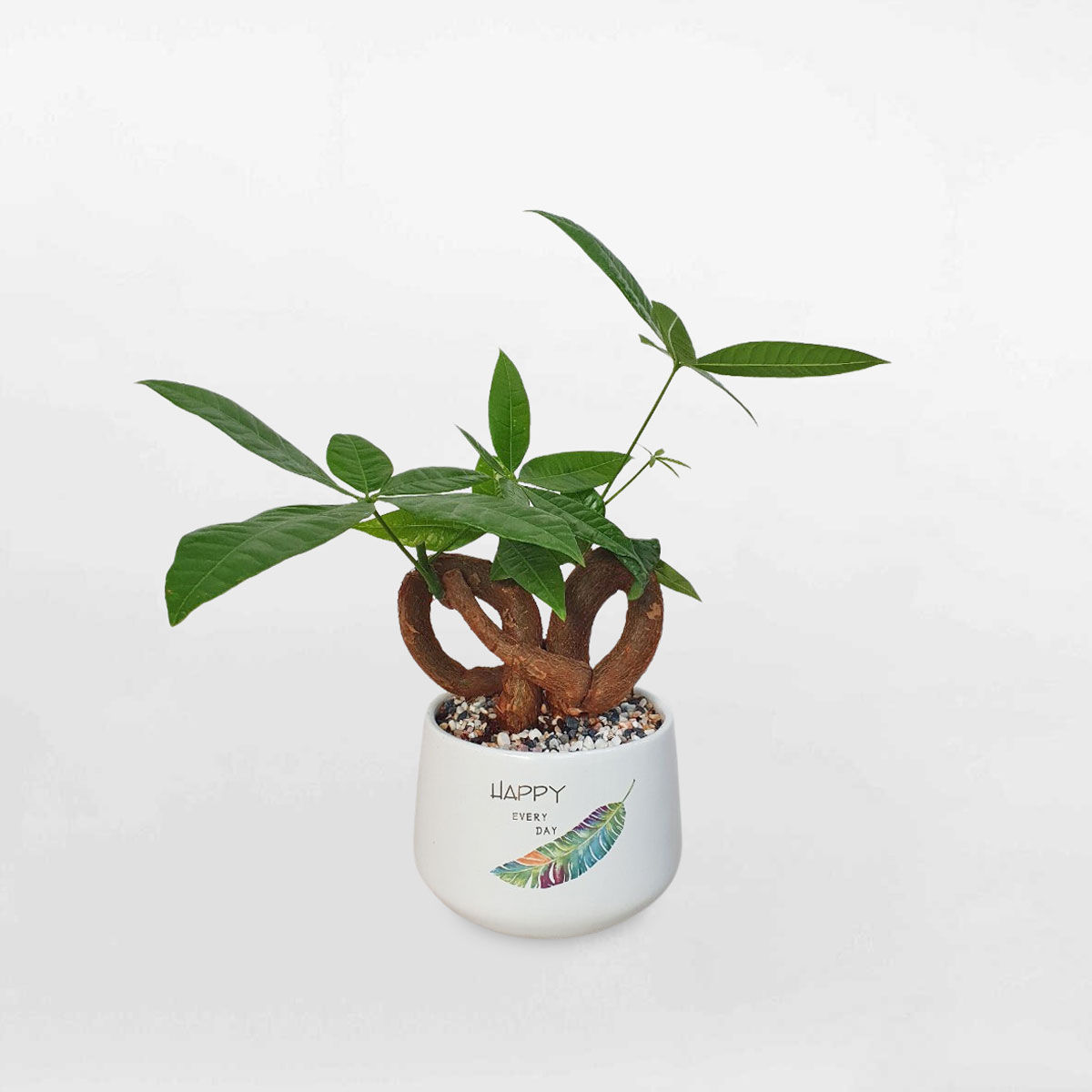 Cây kim ngân nơ để bàn chậu sứ trắng LONI036
