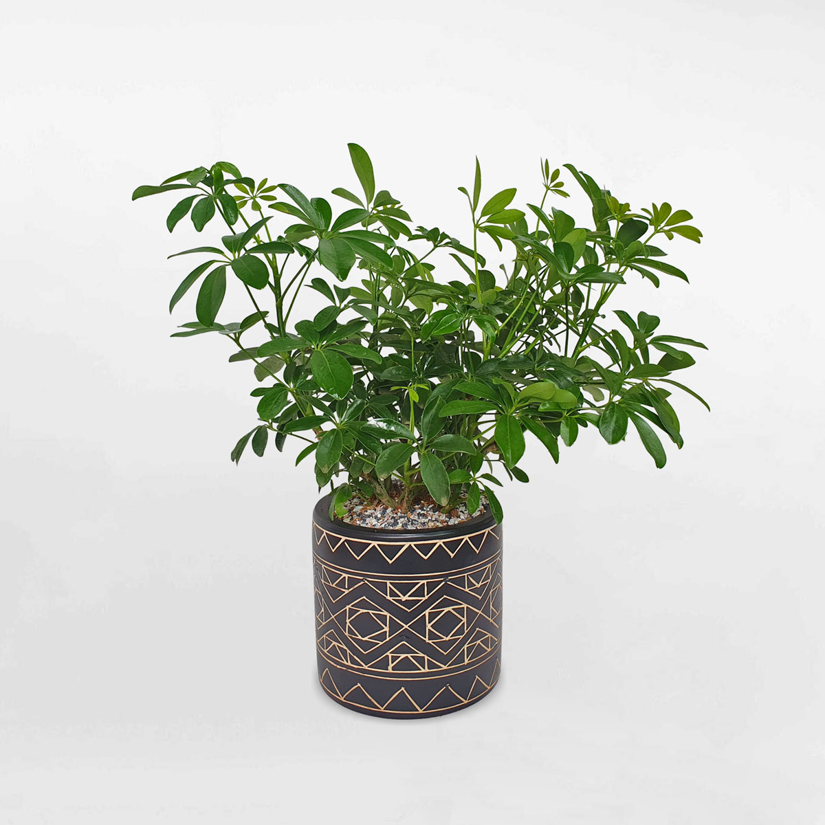 Cây ngũ gia bì để bàn chậu sứ thổ cẩm SCHE019