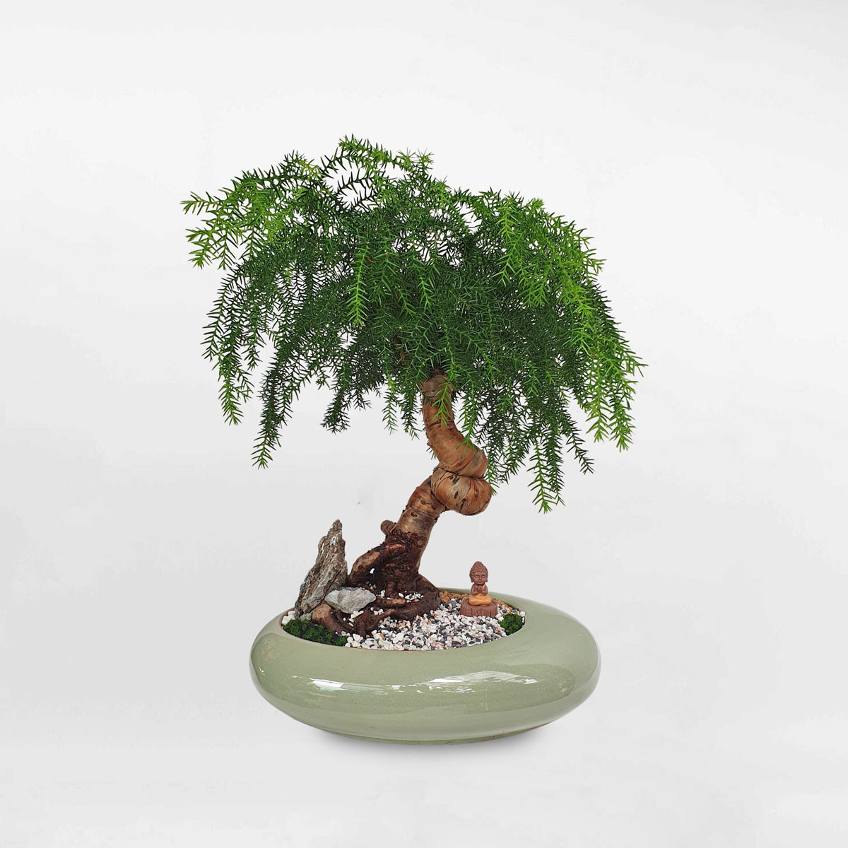 Cây tùng bồng lai bonsai tiểu cảnh chậu sứ TUBO004