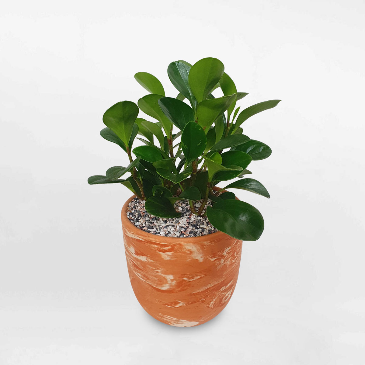Cây trường sinh để bàn chậu đất nung Marble PEOB005