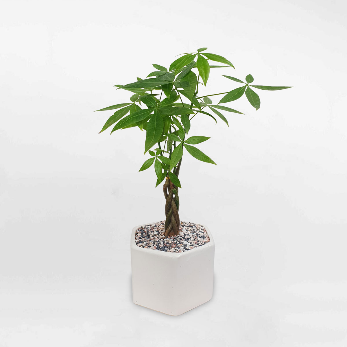 Cây kim ngân thắt bính nhỏ để bàn chậu sứ LONI034