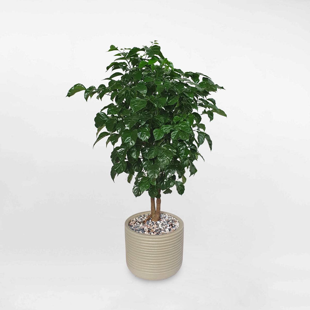 Cây hạnh phúc để sàn chậu sứ RADE028