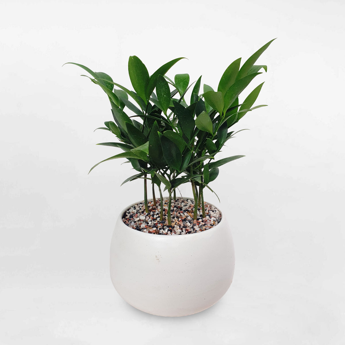 Cây kim giao để bàn chậu sứ trắng KIGI002