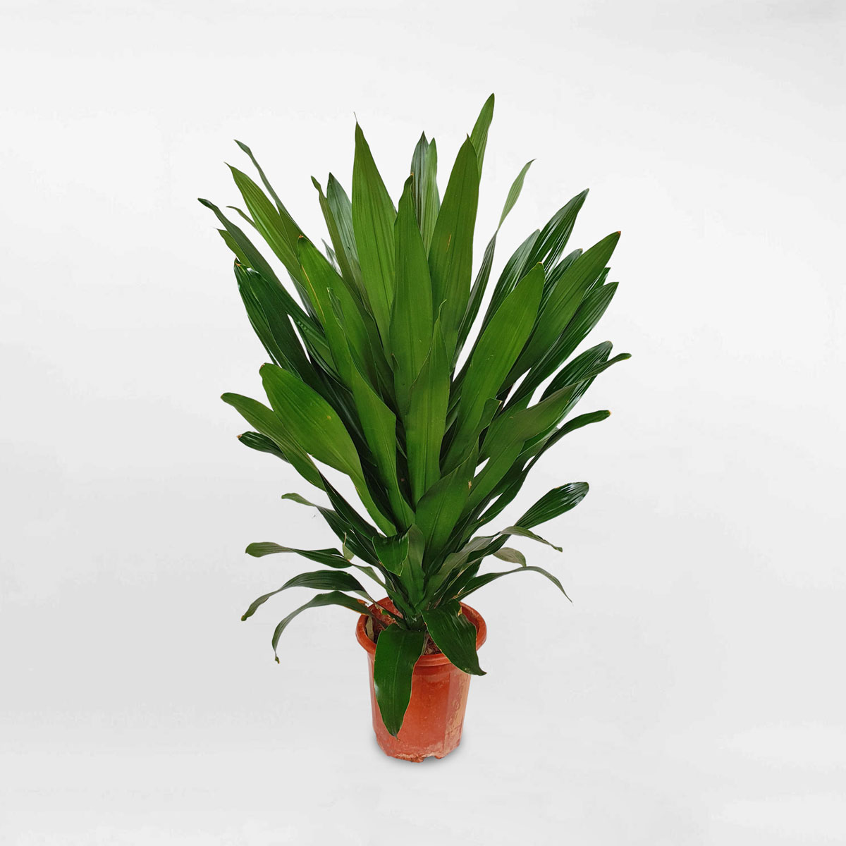 Cây phát tài xanh lá lớn ‘Green Jewel’ chậu ươm DRGJ001