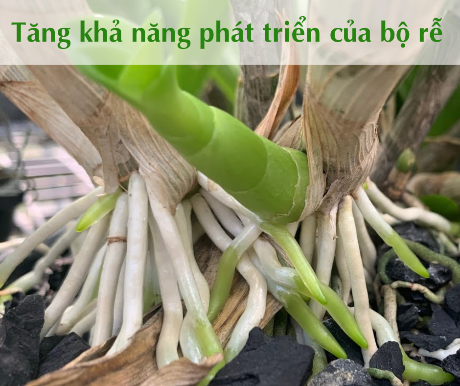 Thuốc kích rễ và tăng trưởng sinh học HB-101 Nhật Bản 3